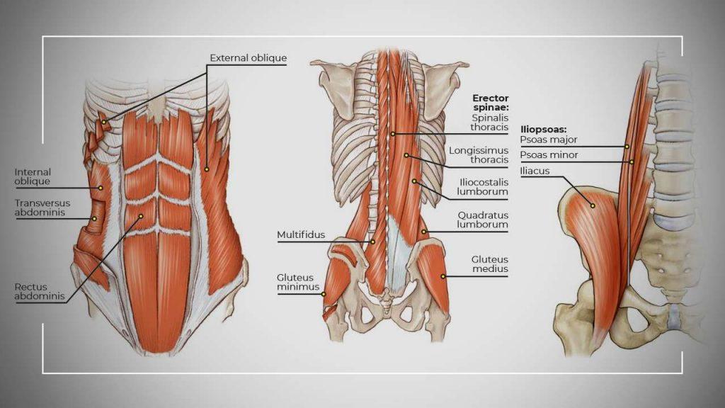 Understanding the Role of Core Muscles in Maintaining Physical Balance