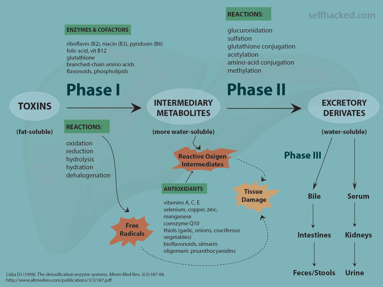 Introducing Detoxification: Why Start​ and What to ⁤Expect